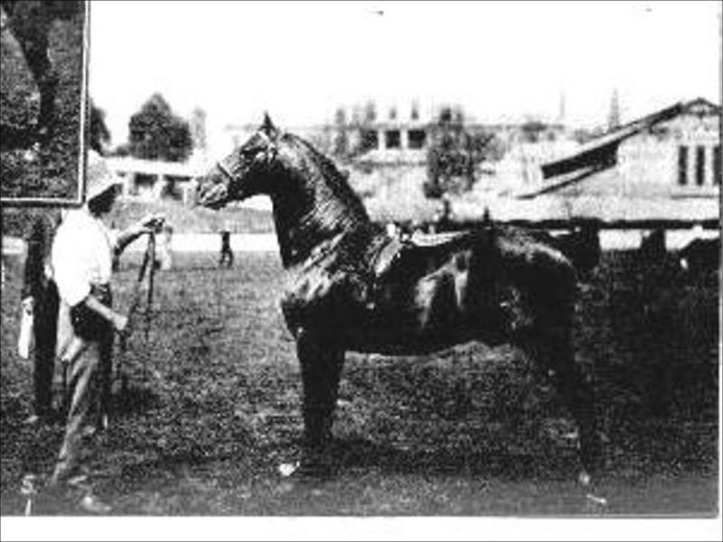 Mr. C.H. Angus’ imported roadster stallion, Shirley Free Lance.