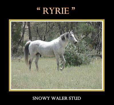 Snowy Ryrie, Waler stallion