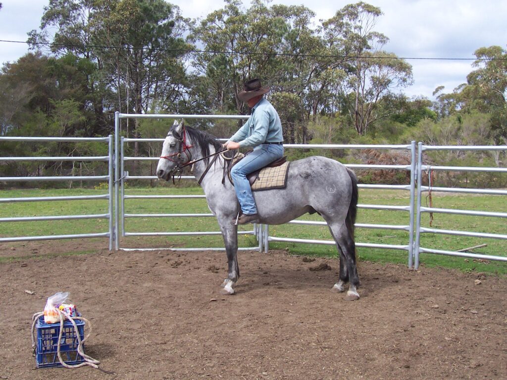 Waler stallion Snowy Ryrie first time under saddle