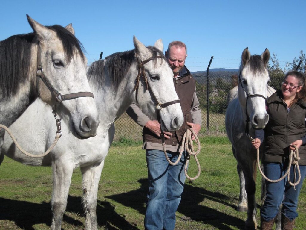 Sons of Snowy Ryrie: Snowy Silver Arch (Archie), Snowy Royston (Galloping Jack) and Snowy Idriess (Trooper)