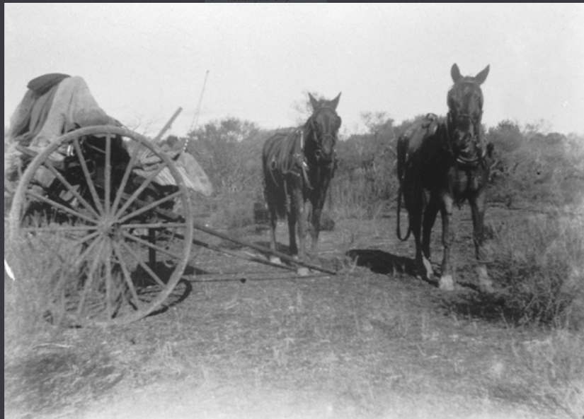 Sulky and tandem ponies used during a trip to the Oodnadatta area. c. 1920, Photo by Frank Dunk