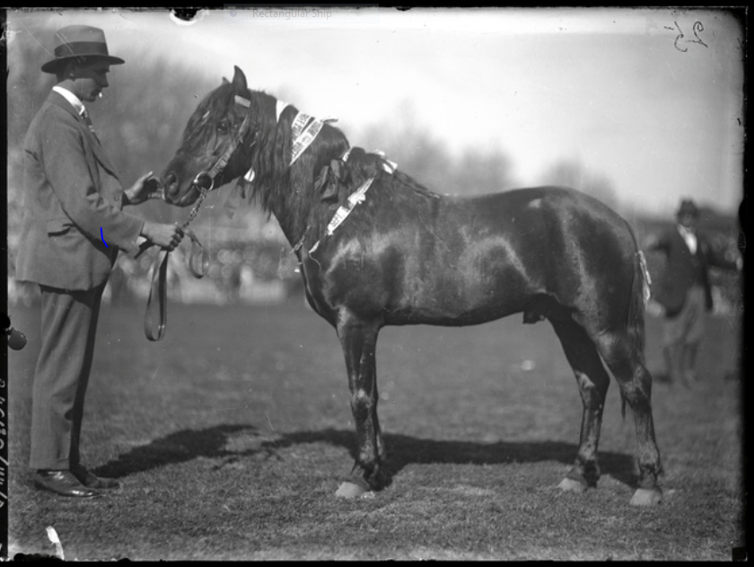 Pony at a horse show in South Australia. 1916. State Library S.A.