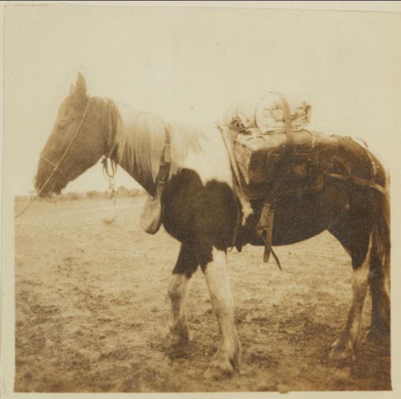 Water pony with leather canteen, Tanami, Northern Territory. 1910.