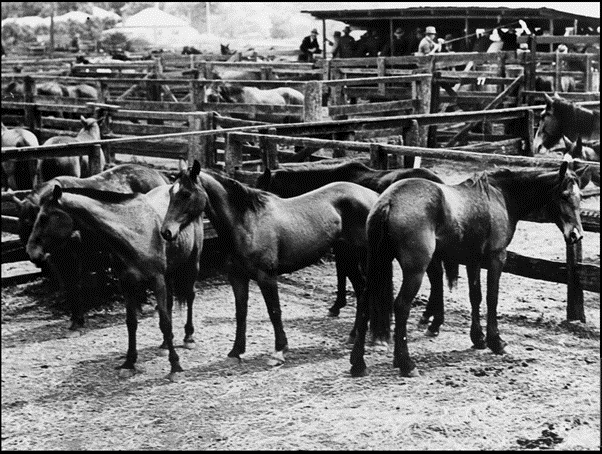 Horses in McPhie's saleyards at Toowoomba, ca. 1936. State Library Qld.