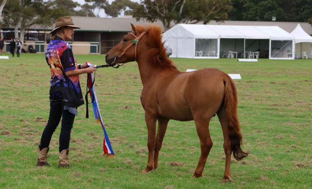 Timor Pony three-year old colt Banjo in the Rare Breed ring at the 2024 Summer Royal Show in Melbourne