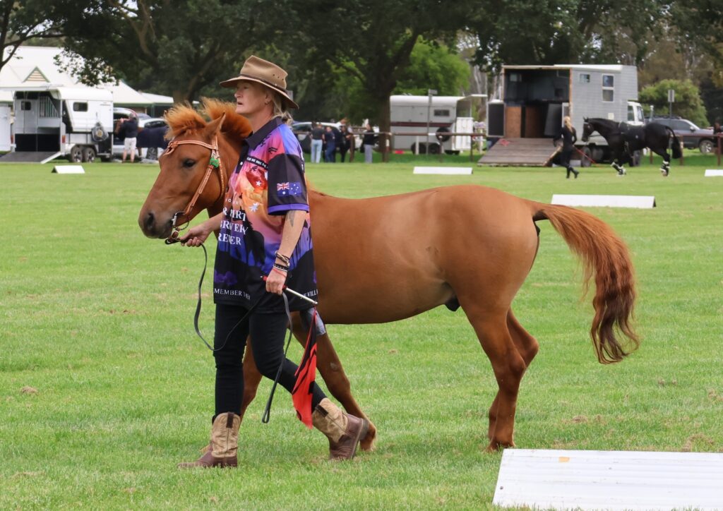 Timor Pony three-year old colt Banjo in the Rare Breed ring at the 2024 Summer Royal Show in Melbourne