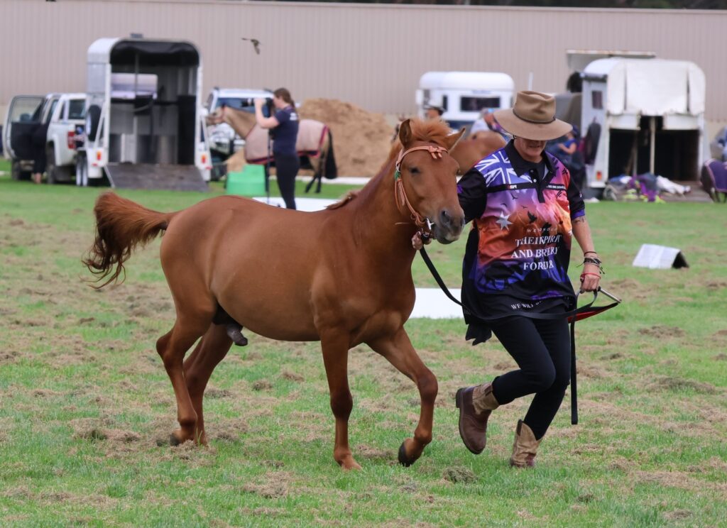 Timor Pony three-year old colt Banjo in the Rare Breed ring at the 2024 Summer Royal Show at the Werribee Park National Equestrian Centre