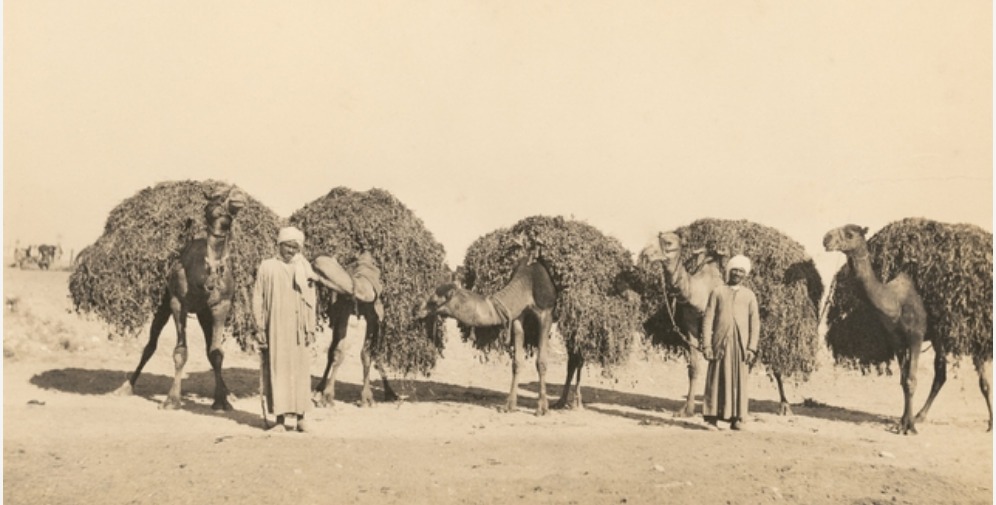 '"Bersim [berseem] for the horses arriving into camp." Berseem is a green feed transported down the Nile River on feluccas, then transported by camels to a Remount Unit camp and fed to horses and mules. ' From an album of the 1st Australian Remount Unit in Egypt.