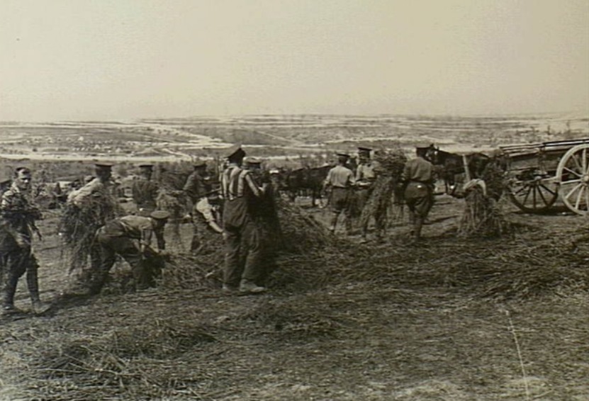 'Fricourt, France. 1917-04. British Army soldiers gathering feed for their horses. (British Official Photograph C1670).' AWM The English too were good at finding horse feed.