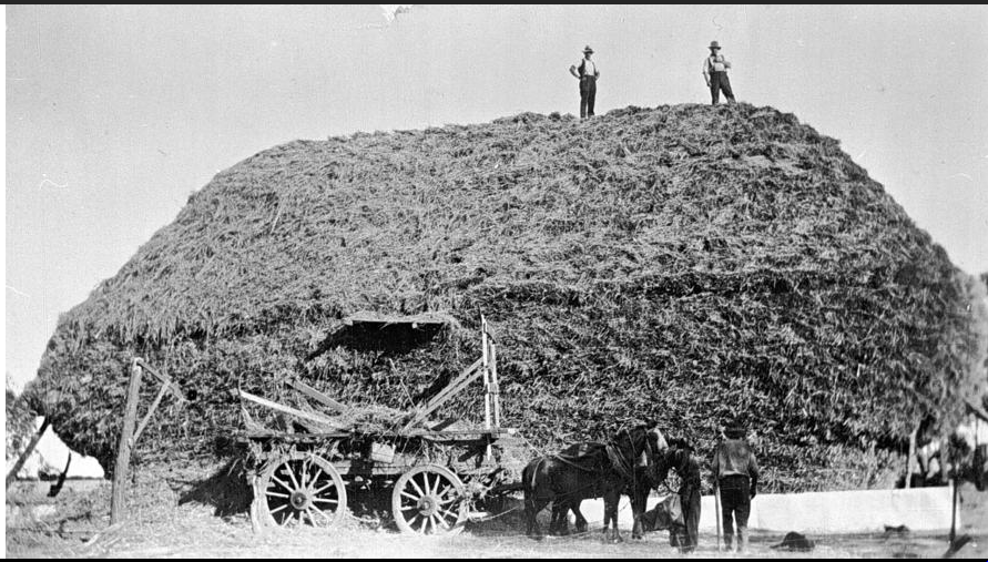 'Building a giant haystack, Glengower, near Creswick, 1939. The haystack is surrounded by a mouse proof fence. Photo by Daphne B. Jones, 1939.' Museums Victoria.