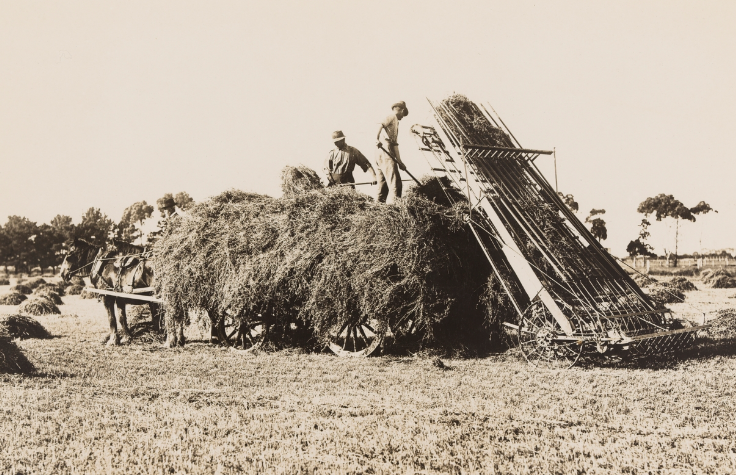 Loading hay with help, dated 1921-24. State Library NSW.