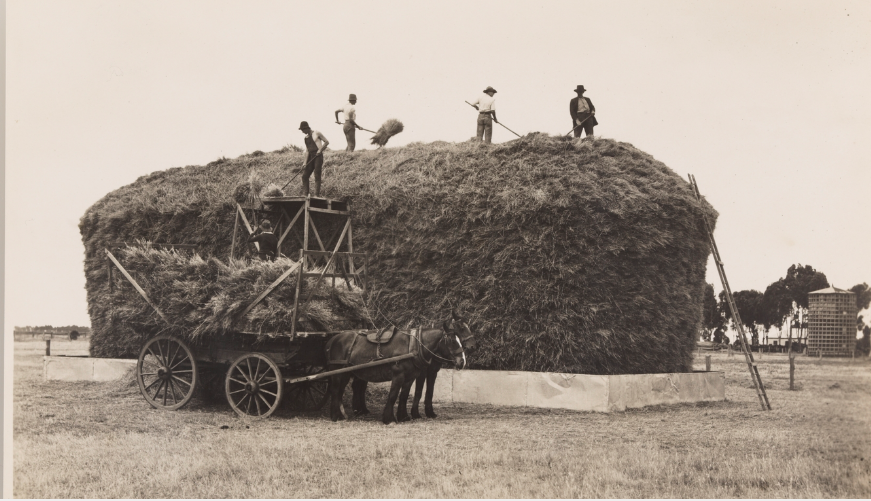 Large haystack being built, 1921-24. State Library NSW. snooze time for horses, hard yakka time for men.