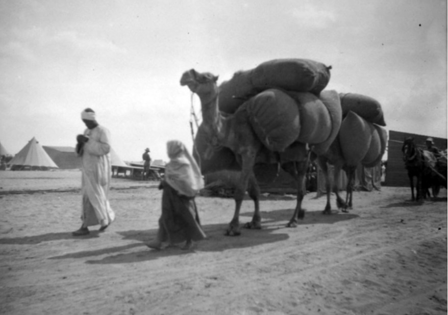 'Camels with Tibbin Sacks.' Phillip Schuler photo AWM