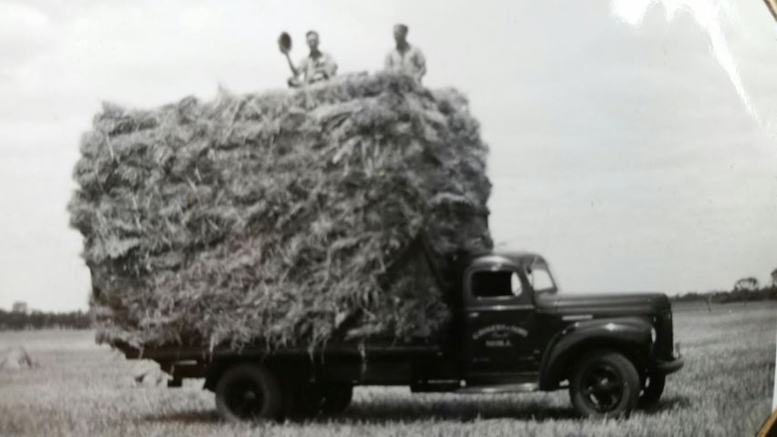 Janice Merrett family photo. The sheaves were stacked onto their truck for delivery to Melbourne.