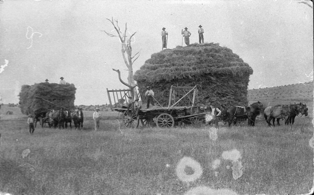 'Carting in hay with two teams. Notice stooked hay in distance - Near Mandurama, NSW.' Undated. State Library NSW.