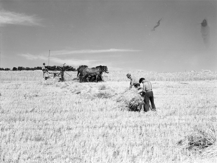 'Cutting and stooking barley at Rippledale, Victoria. 1945.' National Archives of Australia.