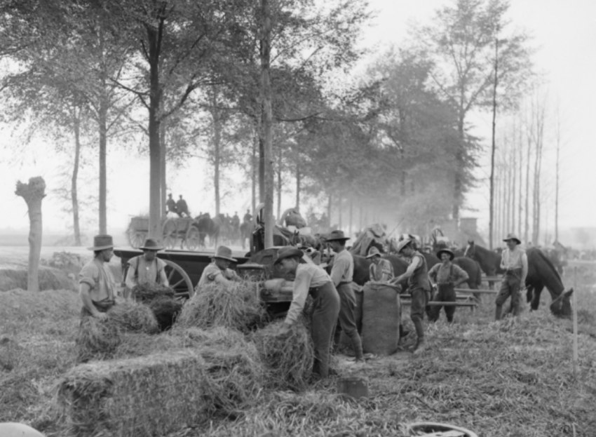 'Australians cutting up horse fodder at Torpedo Farm, alongside the main road between Ypres and Poperinghe. Identified, foreground, left to right: 202 Private (Pte) Henry Herbert Goss, 40th Battalion; 10922 Driver (Dvr) H C Ryan, 22nd Australian Army Service Corps (AASC); 2267 Pte D R Robinson, 43rd Battalion; 1842 Pte A R Howard; 43rd Battalion; 6348 Pte G O Scott, 40th Battalion; 10822 Dvr C R Cobley, 22nd AASC; 10826 Dvr H S Creswell, 22nd AASC; 10882 Dvr Robert John Liddle, 22nd AASC; 10944 Corporal G G Taylor, 22nd AASC. Belgium: Flanders, West-Vlaanderen, Ypres. 30th September 1917.' AWM