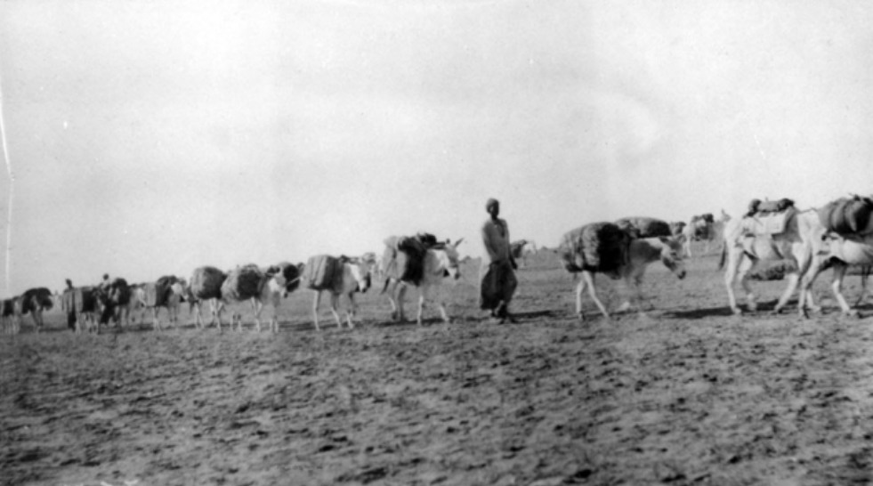 'A donkey pack train which carried horse fodder during the final operations. These animals were a very useful means of transport in the rough country north of Jerusalem and Ludd. September 1918.' AWM
