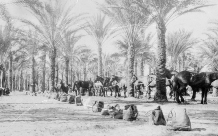 A view of the camp of the 9th Australian Light Horse Regiment, at Hod Masaid. Horse lines are between the palm trees and canvas fodder bags are in line in the foreground. Egypt: Frontier, Sinai. c. 1916.' AWM