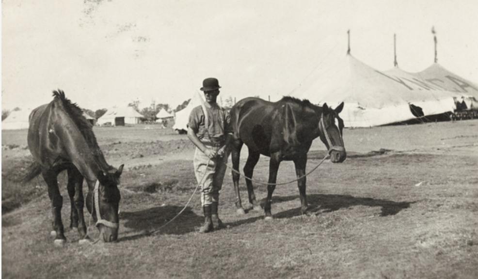 AWM Feeding horses at military camp, Liverpool, Sydney. Any opportunity for a pick of green was taken, any time.