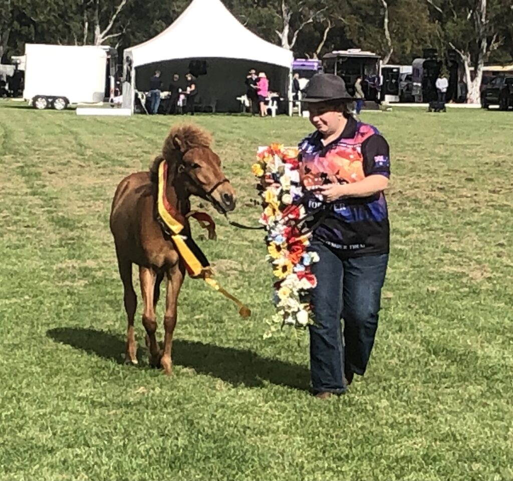 Timor Pony filly foal Ningrum wins Supreme Champion in Rare Breeds ring at the 2024 Summer Royal Show at the Werribee Park National Equestrian Centre