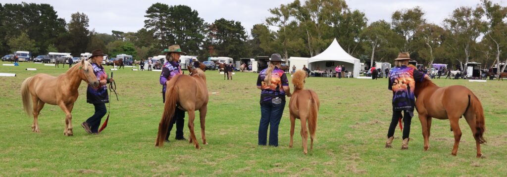 Timor pony stallion Xanthos, filly foal Ningrum, mare Indira, and colt Banjo in the Rare Breeds ring at the 2024 Summer Royal Show in Melbourne
