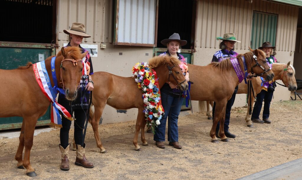 Timor pony colt Banjo, filly foal Ningrum, mare Indira, and stallion Xanthos with their ribbons won in the Rare Breeds ring at the 2024 Summer Royal Show in Melbourne