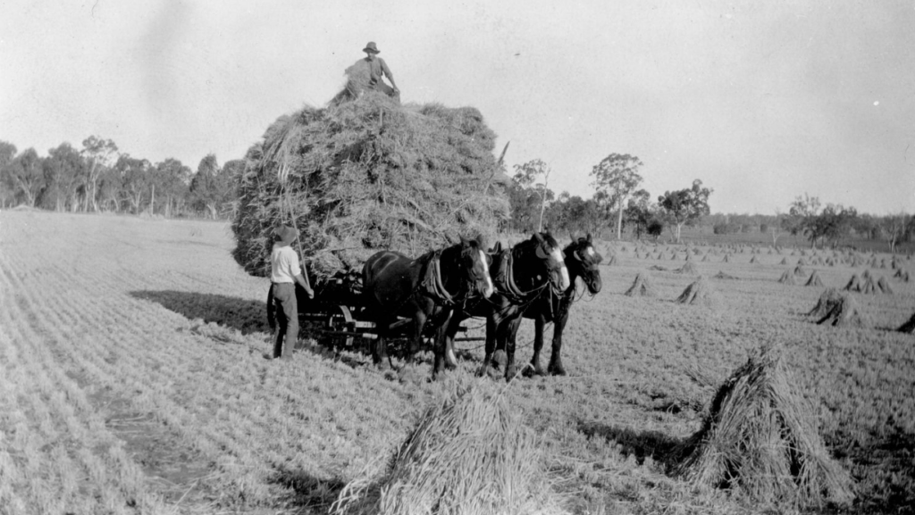 'Hay carting at Riverleigh, Chinchilla, Queensland, 1930.' State Library of Qld.