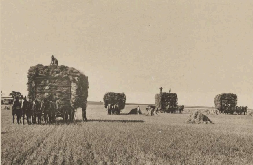 ''Crawford Bros. carting hay at "Tuela." c. 1900.' State Library S.A.