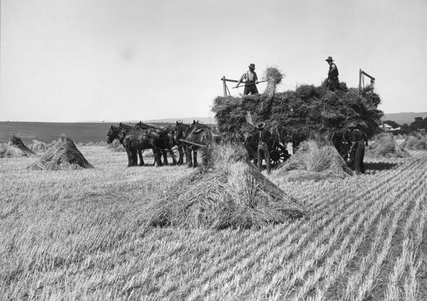 'Haymaking near Willunga showing men pitching and stacking sheaves of hay onto horse drawn wagon.1950. State Library of S.A.