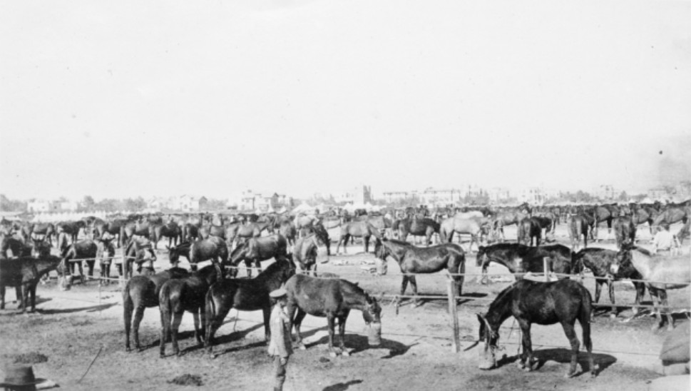 Horselines at Remount Camp, some of the horses are feeding from nose bags. Buildings can be seen in the background. Mena camp 1916. AWM