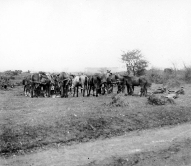 Horses of the 61st Battalion feeding during a route march near Westham camp in Dorset. United Kingdom: England, Dorset, Weymouth. May 1917.' AWM