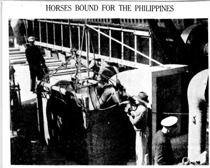 Newcastle Morning Herald and Miners Advocate, 9th September 1936 Horses going over for military use. Between 1899 and 1902 we sent over 20,000 horses over.