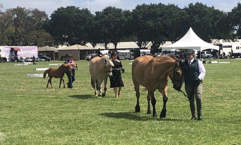 Judging for Supreme Champion of Rare Breeds at the 2024 Summer Royal Show in Melbourne, Timor Pony filly foal Ningrum at the end