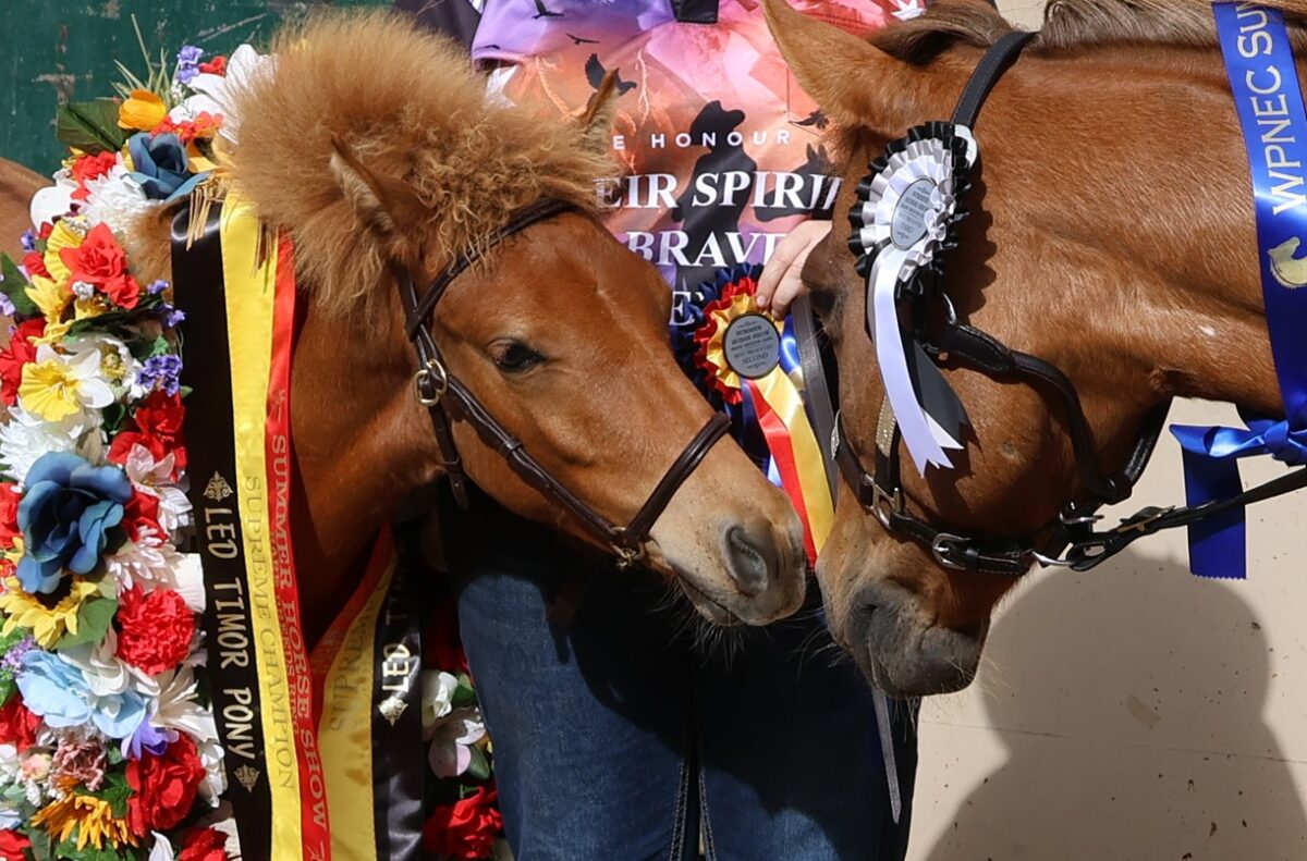 Proud Timor Pony mare Indira and her prize winning foal Ningrum at the 2024 Summer Royal Show at the Werribee Park National Equestrian Centre