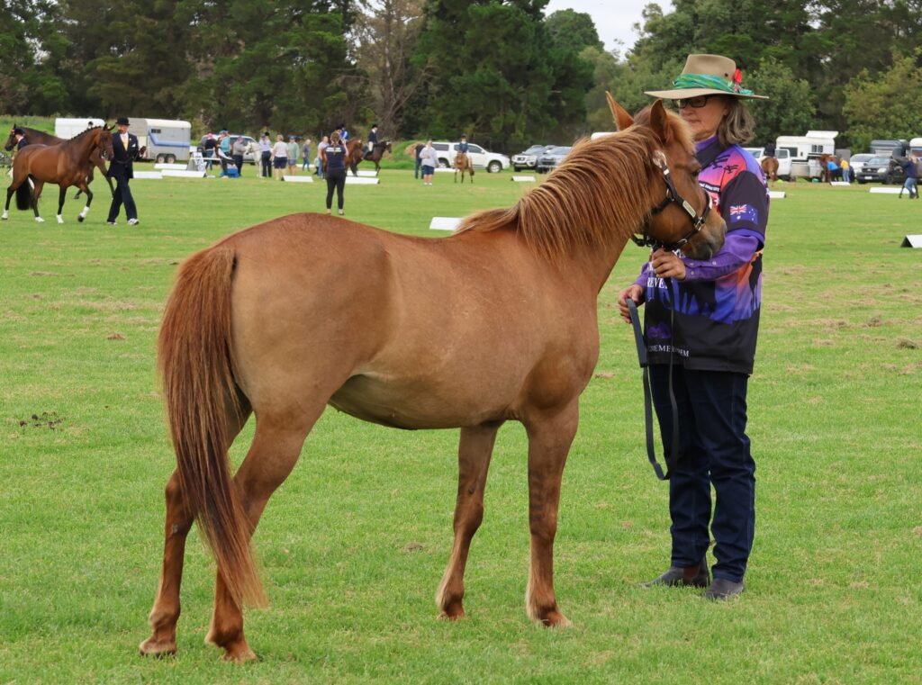 Timor pony mare Indira in the Rare Breeds ring at the 2024 Summer Royal Show in Melbourne