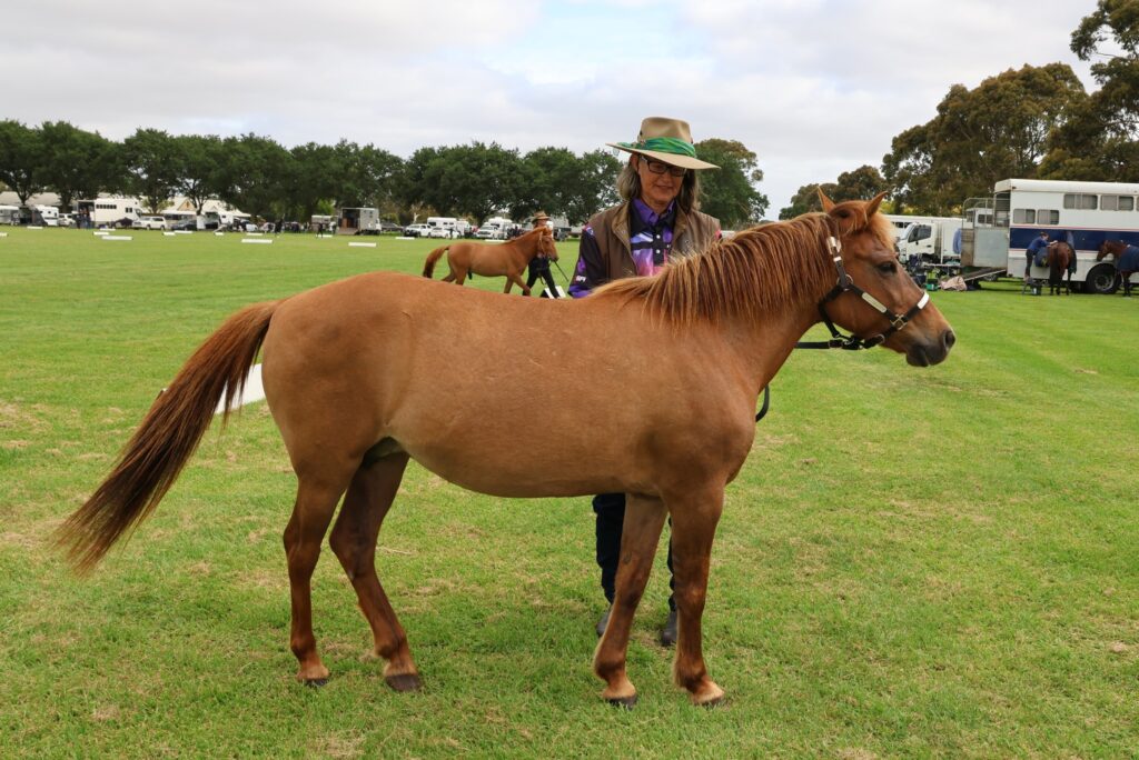 Timor pony mare Indira in the Rare Breeds ring at the 2024 Summer Royal Show at the Werribee Park National Equestrian Centre