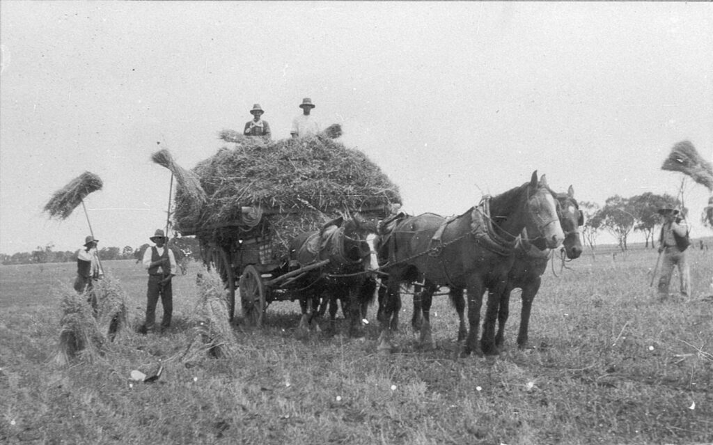 'Loading stooks of wheat onto cart at Wellington Vale - Deepwater, NSW. 1915.' State Library NSW.