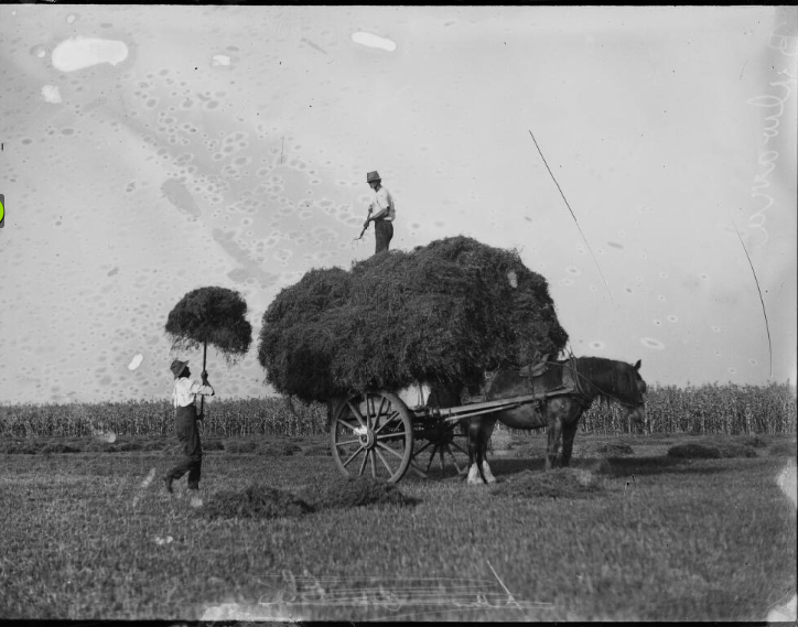 'Men loading harvested hay onto a horse drawn cart at Bulwarra, New South Wales, ca. 1920s.' National Archives of Australia.