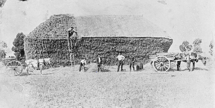 'Men Thatching Haystack, Creswick District, Victoria, 1910.' Museums Victoria