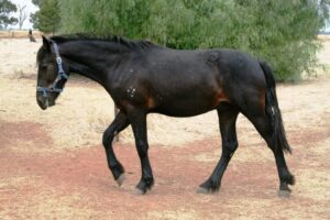 Todd River Downs Waler, NT Sin