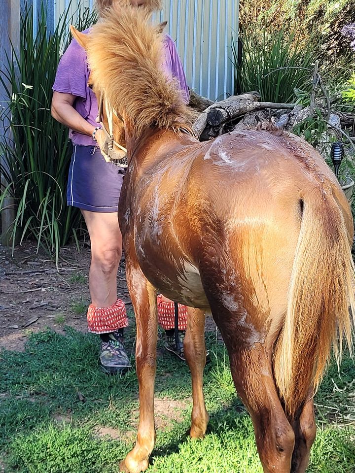 Timor Pony filly foal Ningrum having her first wash in preparation for the 2024 Summer Royal Show in Melbourne