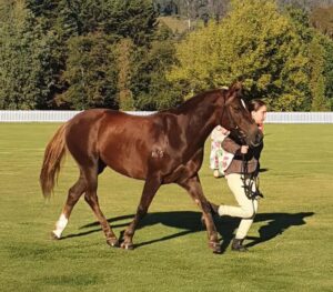 Snowy Mountains mare Nova