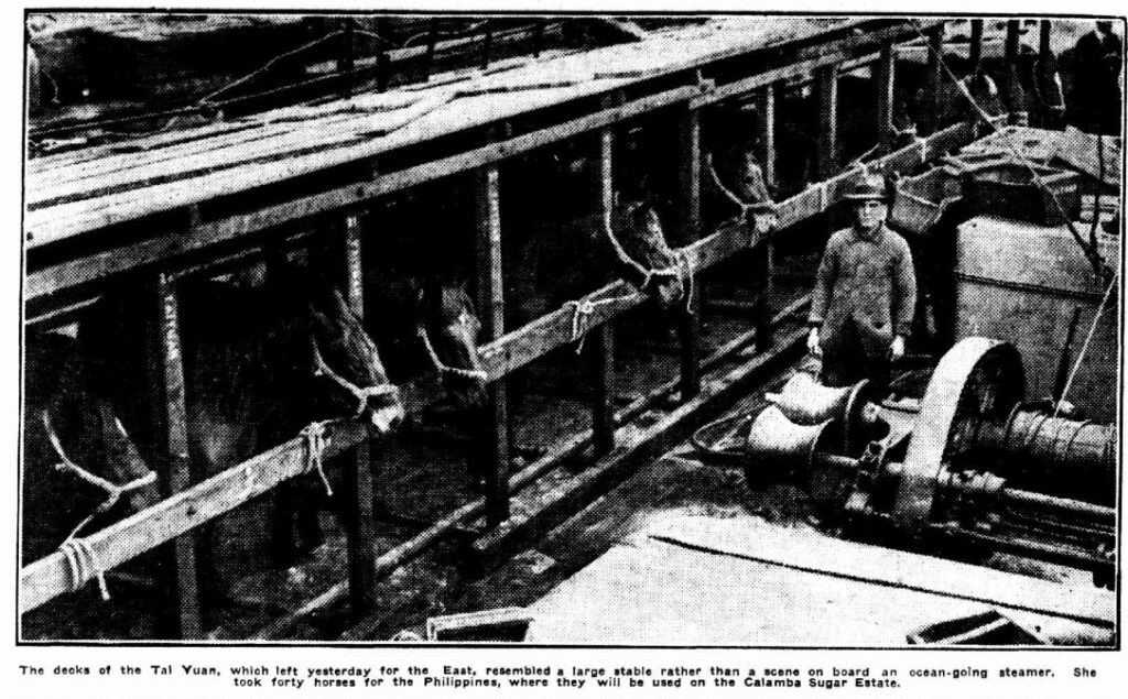 Daily Telegraph (Sydney), 12th June 1924 Horses going over for work. Heavy types were sold to many countries for work, primarily in sugar plantations. These are the same types used for artillery and other military harness work.