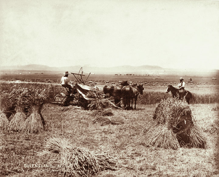 'Reaper, binder and stooks at Green Hills Farm near Warwick, 16 November 1894.' Queensland State Archives.