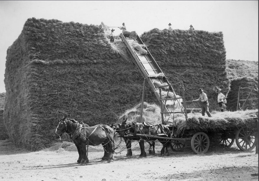 'Stacking hay by elevator at Salisbury... c. 1950.' State Library S.A.