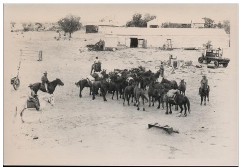 'Stock camp horses. Avon Downs,' ANU. In an album of Avon Downs photos 1910 - 1960. Undated.