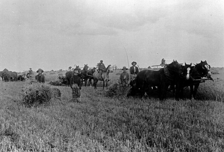 'Group Stooking Sheaves of Hay, Hopetoun, Victoria, circa 1895.' Photo by Edgar Evans Museums Vic