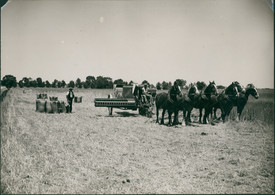 '' Sunshine" Wheat Harvester at work. This harvester is pulled by a team of six horses. Sacks of wheat are stacked on the ground ready to be collected. c. 1920.' No location other than South Australia. State Library of S.A.