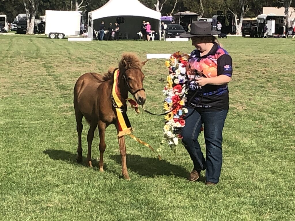 Timor Pony filly foal Ningrum wins Supreme in Rare Breeds ring at the 2024 Summer Royal Show in Melbourne.
